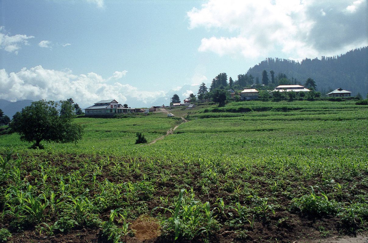 16 Shogran In Kaghan Valley We leave the main road and climb 8km through tall pine trees to Shogran (2362m), a major Pakistani tourist destination set among tall pine trees, green meadows, cornfields and cow pastures. There are many hotels, with flower covered gardens, and restaurants.